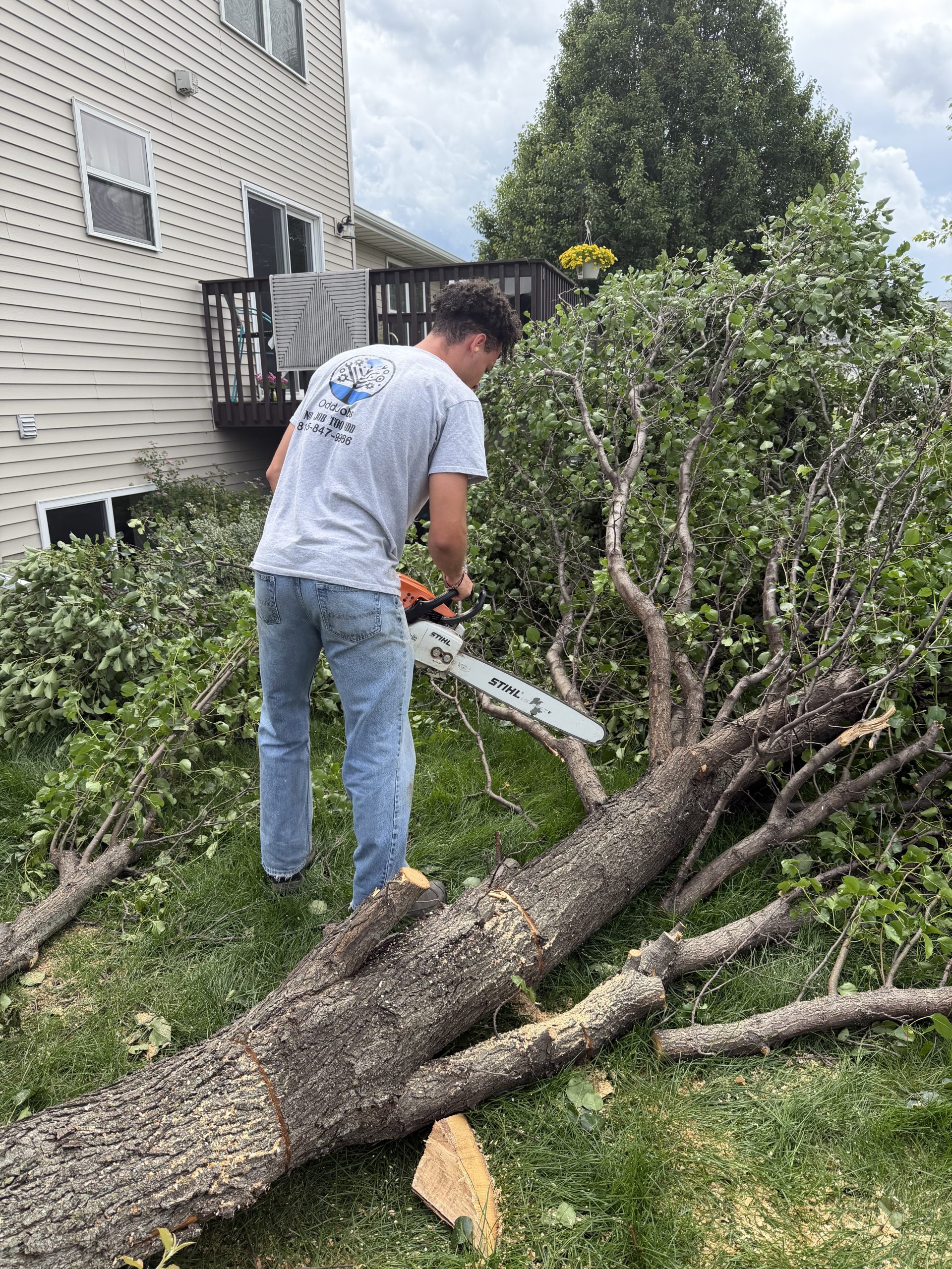 OddJobs crew member removing a tree section by section with a chainsaw